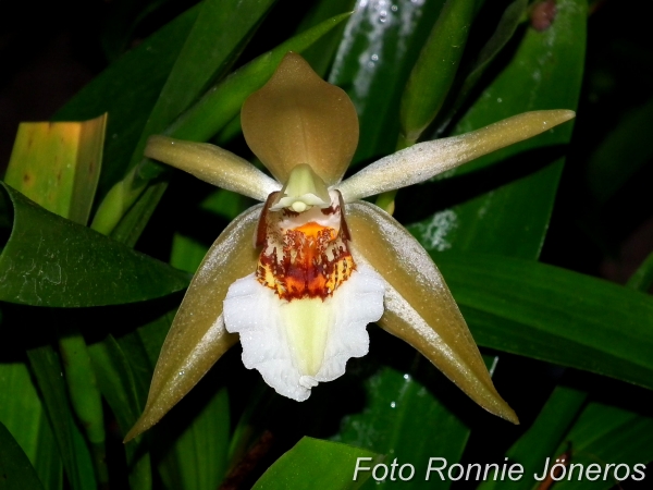 Coelogyne lawrenceana